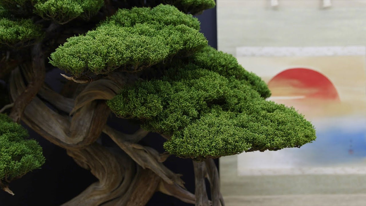 Indlæs video: Taikan-ten Bonsai-udstilling i Kyoto