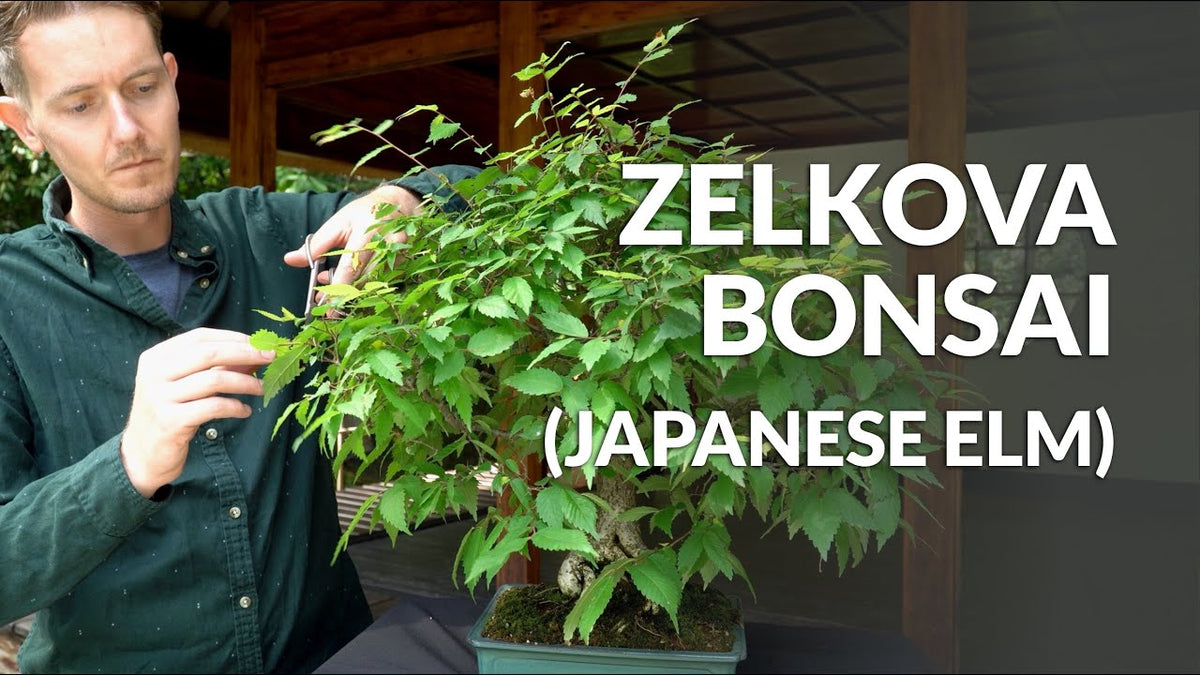 Indlæs video: Video om pasning af Zelkova-bonsai